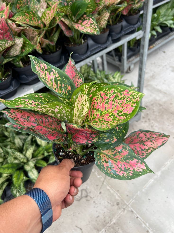 Hybrid Aglaonema Red Plant (Pack Of-1)