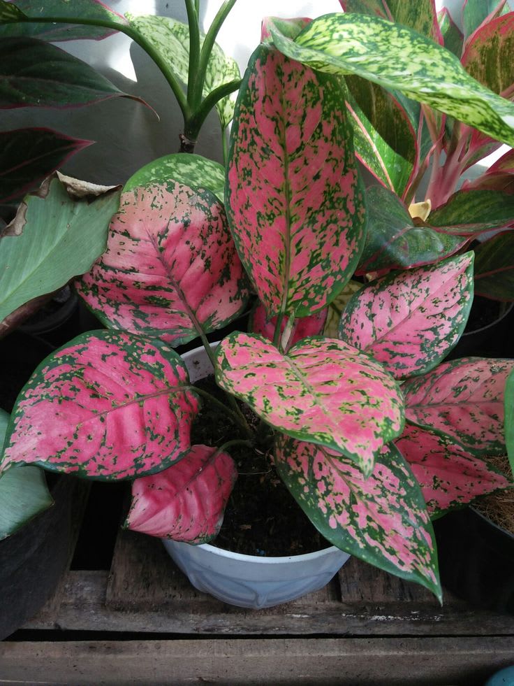 Hybrid Aglaonema Red Plant (Pack Of-1)