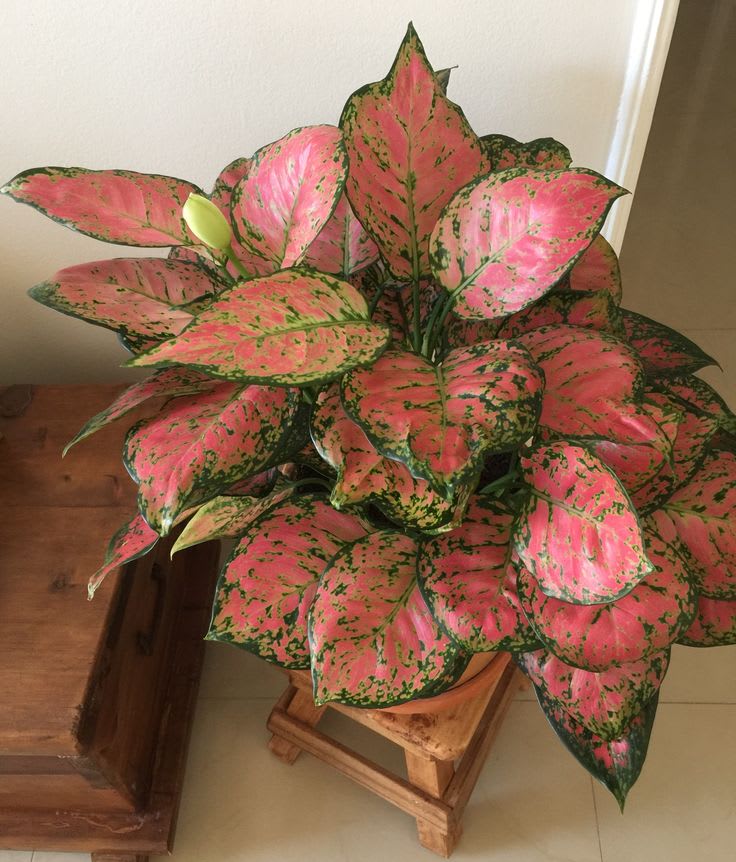 Hybrid Aglaonema Red Plant (Pack Of-1)