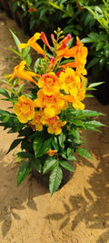 Tecoma Yellow Flower Plant (Pack Of-1 )