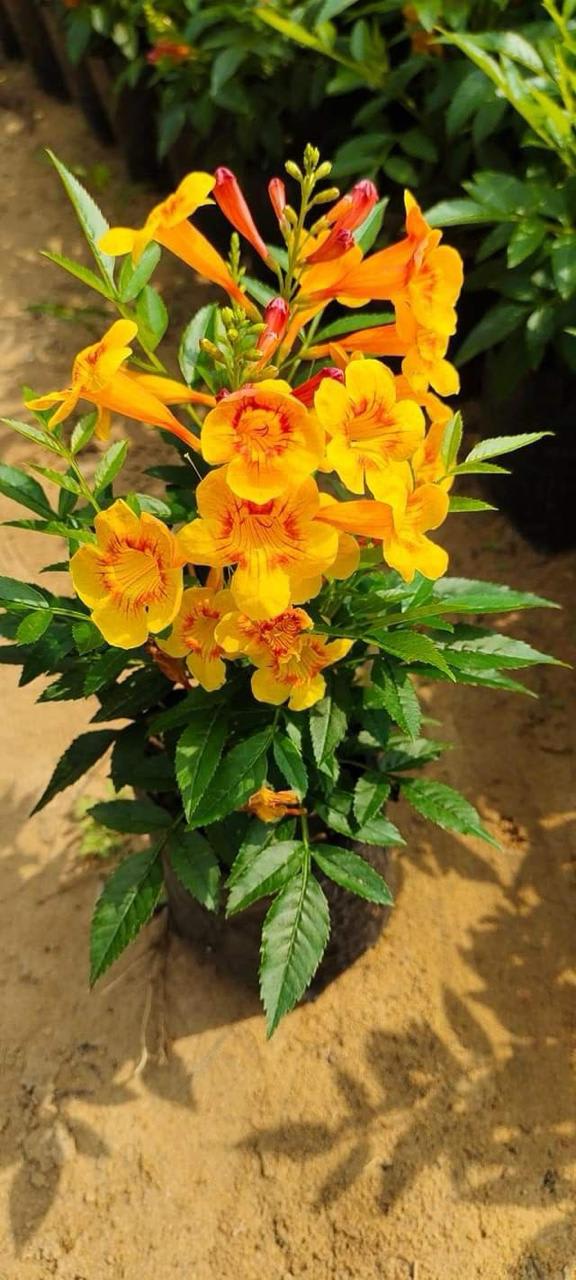 Tecoma Yellow Flower Plant (Pack Of-1 )