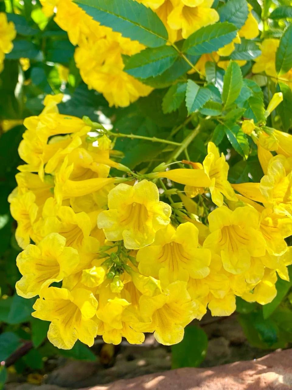 Tecoma Yellow Flower Plant (Pack Of-1 )