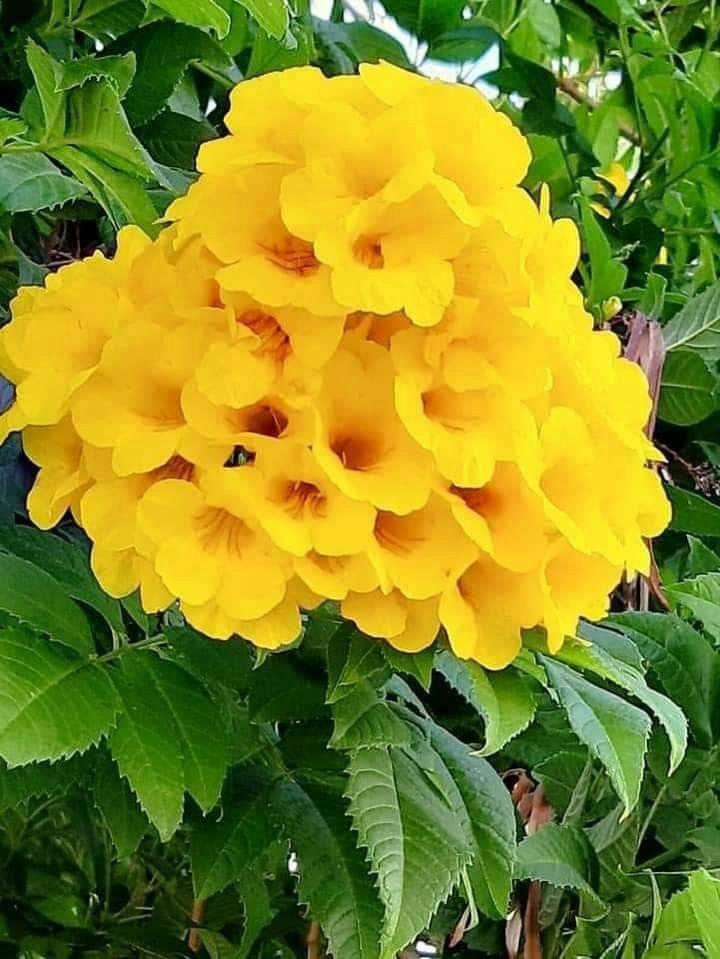 Tecoma Yellow Flower Plant (Pack Of-1 )