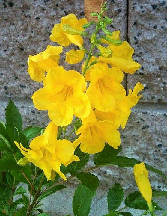 Tecoma Yellow Flower Plant (Pack Of-1 )