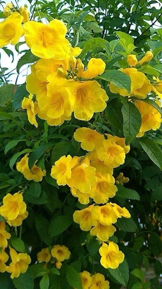 Tecoma Yellow Flower Plant (Pack Of-1 )