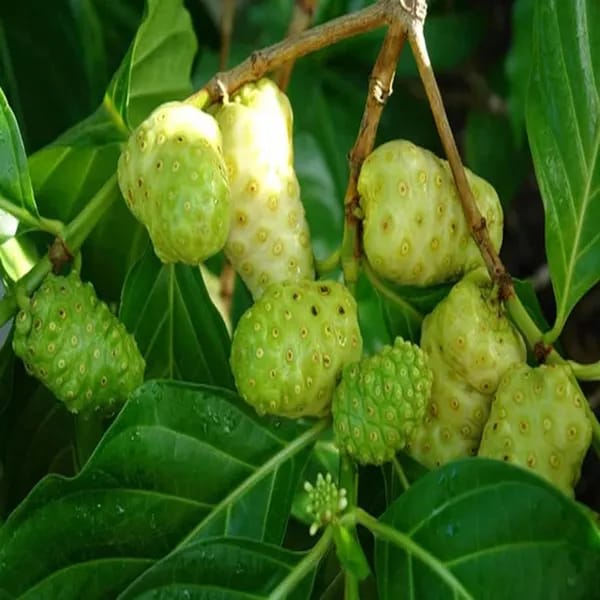 Seedling Noni Fruit Plant (Pack Of-1)