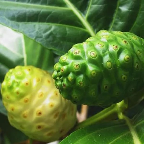 Seedling Noni Fruit Plant (Pack Of-1)