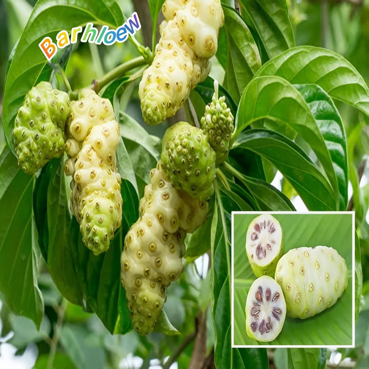 Seedling Noni Fruit Plant (Pack Of-1)
