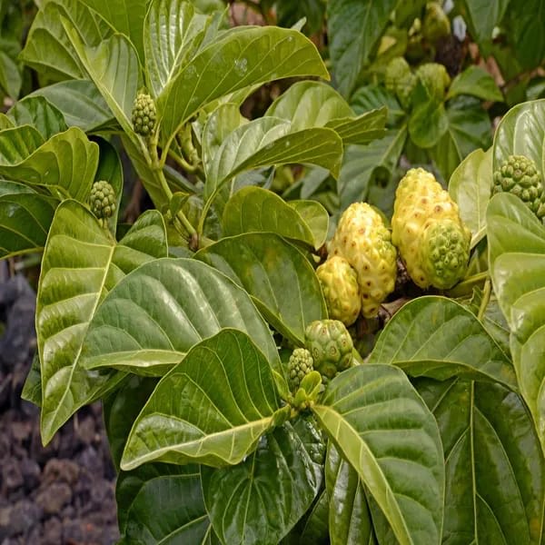 Seedling Noni Fruit Plant (Pack Of-1)