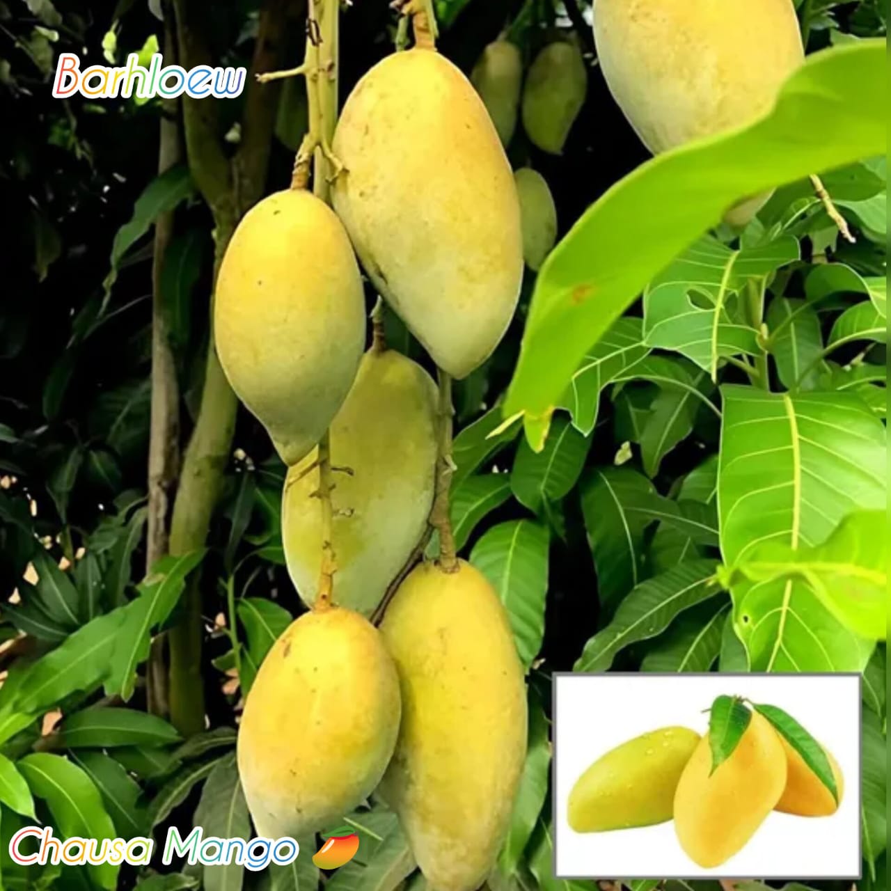 Hybrid Chausa Mango 🥭🥭🥭 Grafting Fruit Live Plant (1.5-3 Feet Height Pack Of 1)