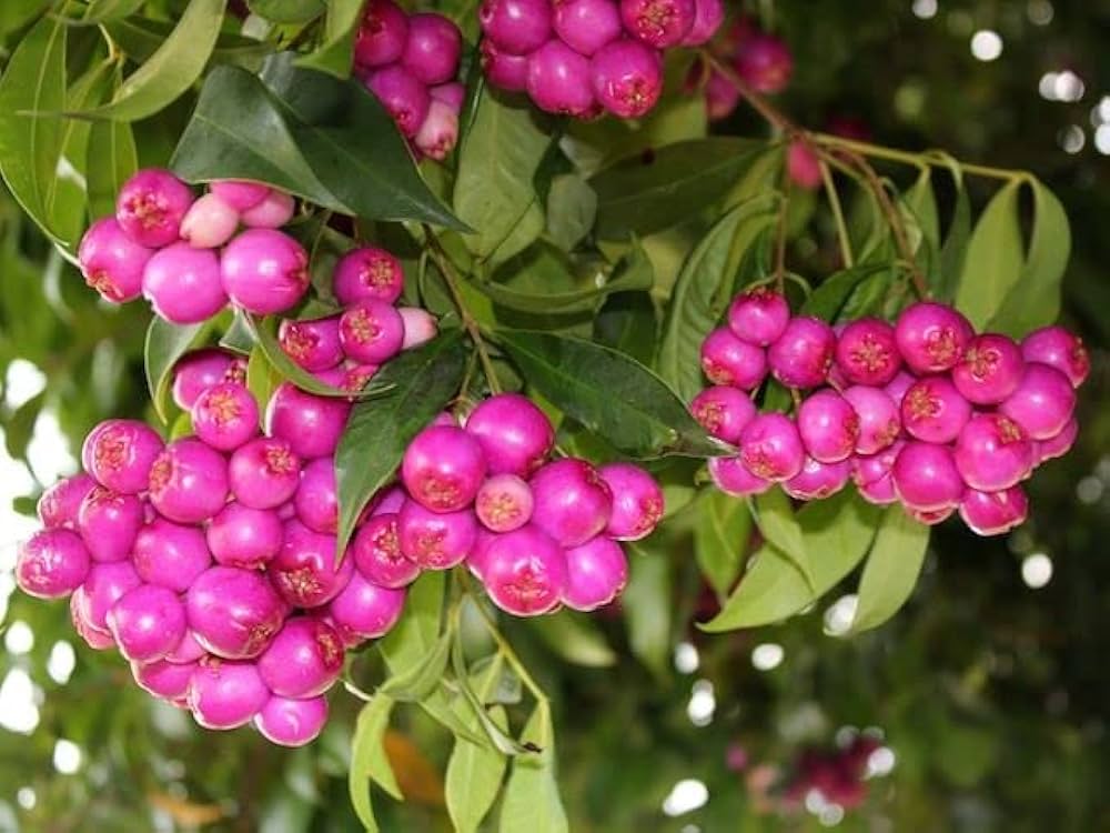 Hybrid Australian Lilly Pilly Fruit Plant (Pack Of-1 )