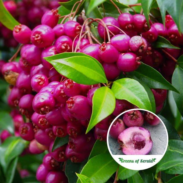 Hybrid Australian Lilly Pilly Fruit Plant (Pack Of-1 )