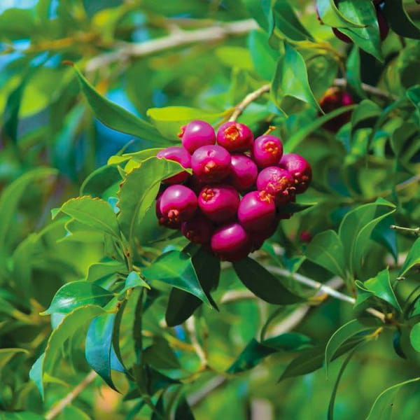 Hybrid Australian Lilly Pilly Fruit Plant (Pack Of-1 )