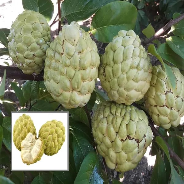 Hybrid Custard Apple Grafting Plant (Pack Of 1)