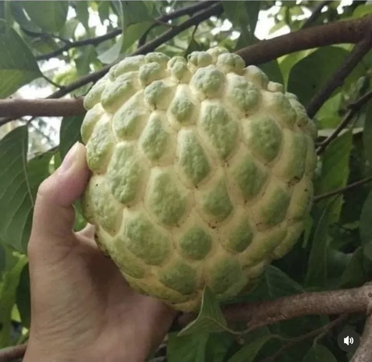 Hybrid Custard Apple Grafting Plant (Pack Of 1)
