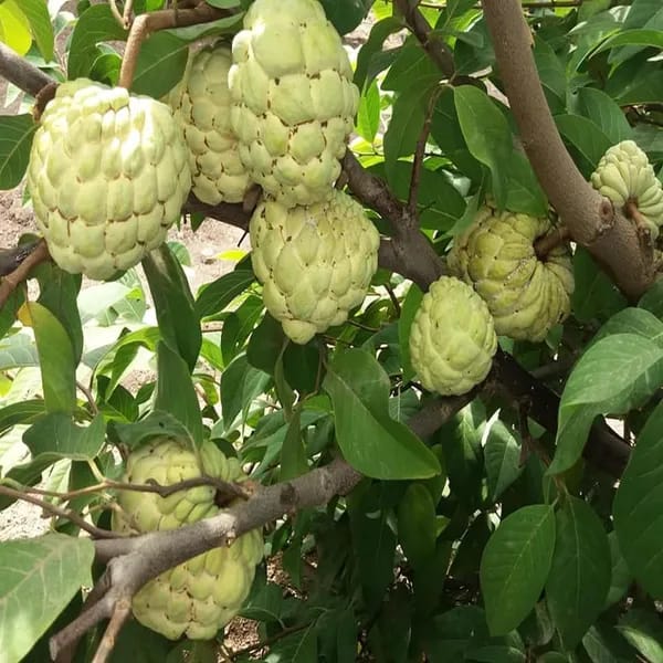 Hybrid Custard Apple Grafting Plant (Pack Of 1)