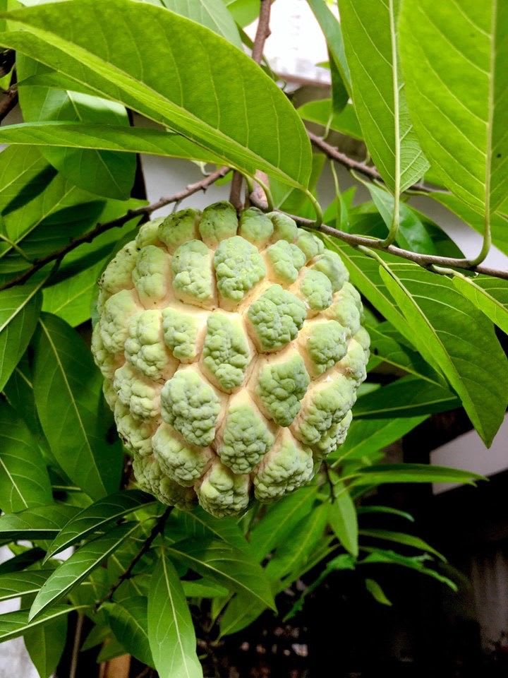 Hybrid Custard Apple Grafting Plant (Pack Of 1)