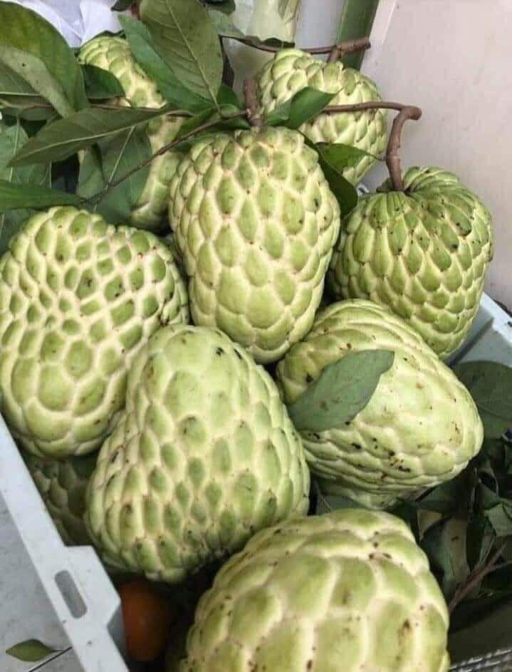 Hybrid Custard Apple Grafting Plant (Pack Of 1)