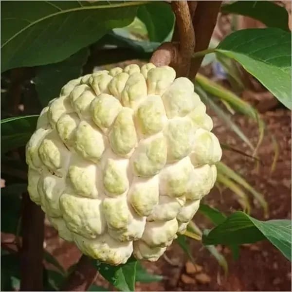 Hybrid Custard Apple Grafting Plant (Pack Of 1)