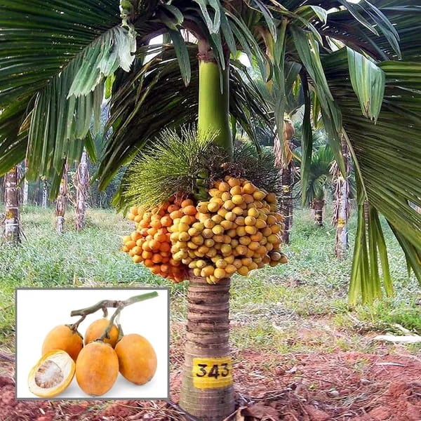 Hybrid Betel nut Fruit Plant (Pack Of 1)
