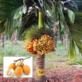 Hybrid Betel nut Fruit Plant (Pack Of 1)