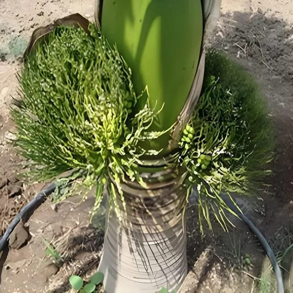 Hybrid Betel nut Fruit Plant (Pack Of 1)