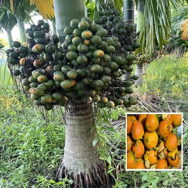 Hybrid Betel nut Fruit Plant (Pack Of 1)