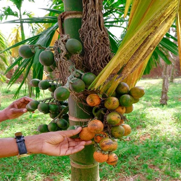 Hybrid Betel nut Fruit Plant (Pack Of 1)