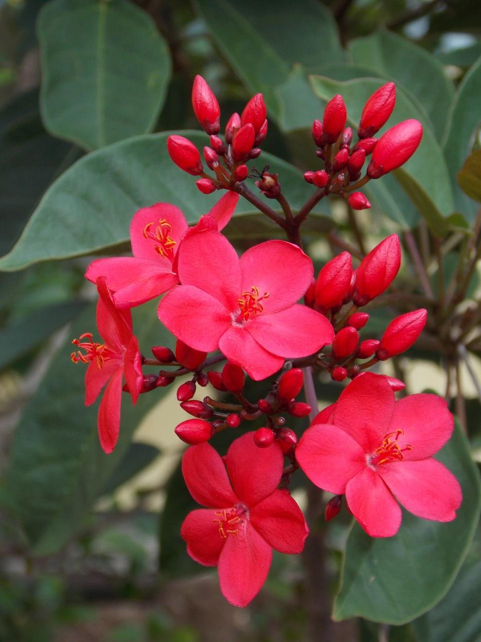 Jatropha Flower Plant (Pack Of-1 )