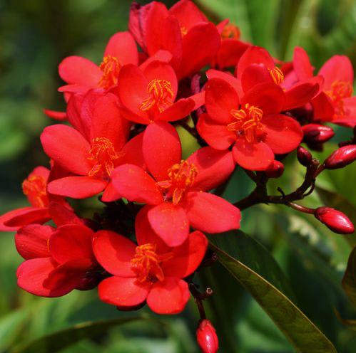 Jatropha Flower Plant (Pack Of-1 )