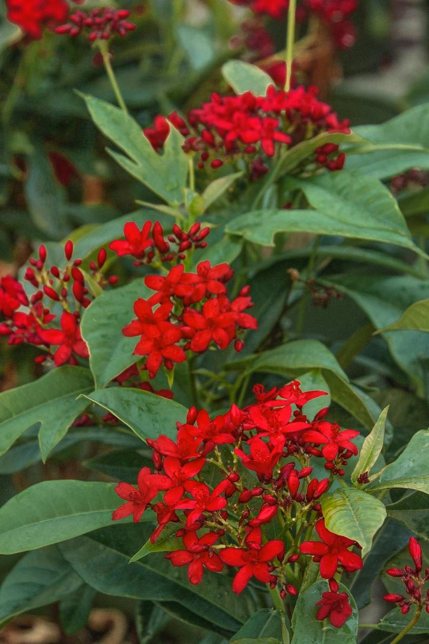 Jatropha Flower Plant (Pack Of-1 )