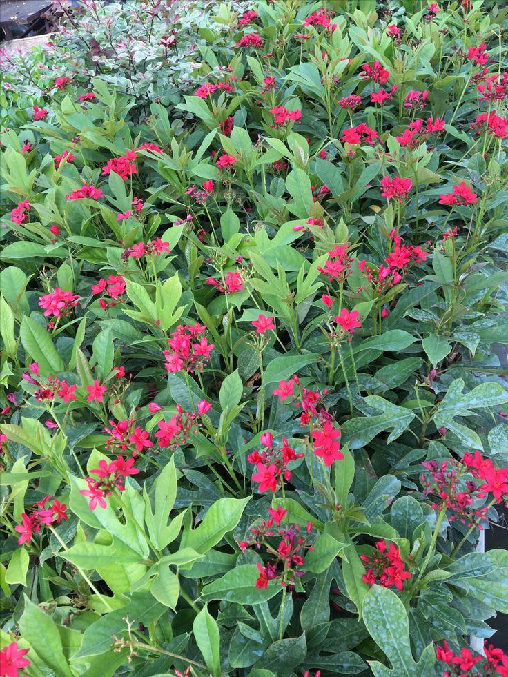 Jatropha Flower Plant (Pack Of-1 )