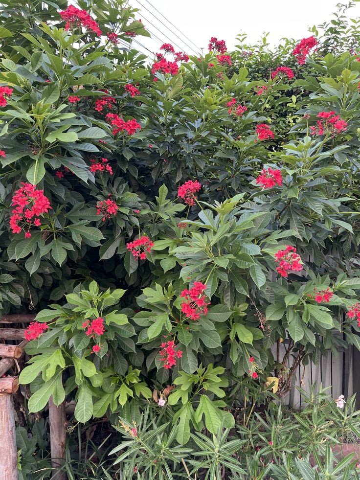 Jatropha Flower Plant (Pack Of-1 )