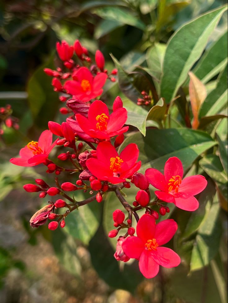 Jatropha Flower Plant (Pack Of-1 )