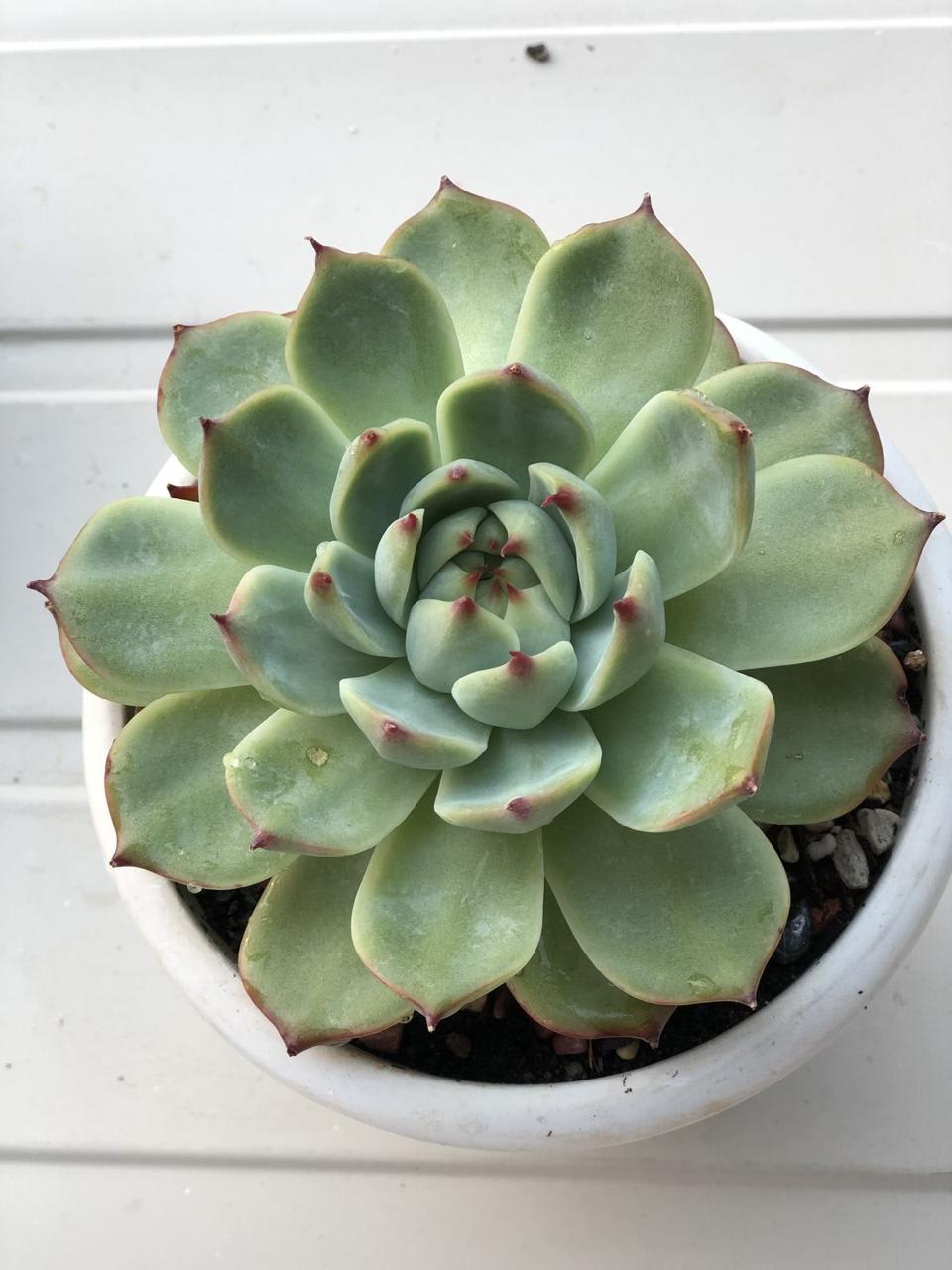 Succulent Laxmi Kamal Indor Plant (Pack Of-2 )