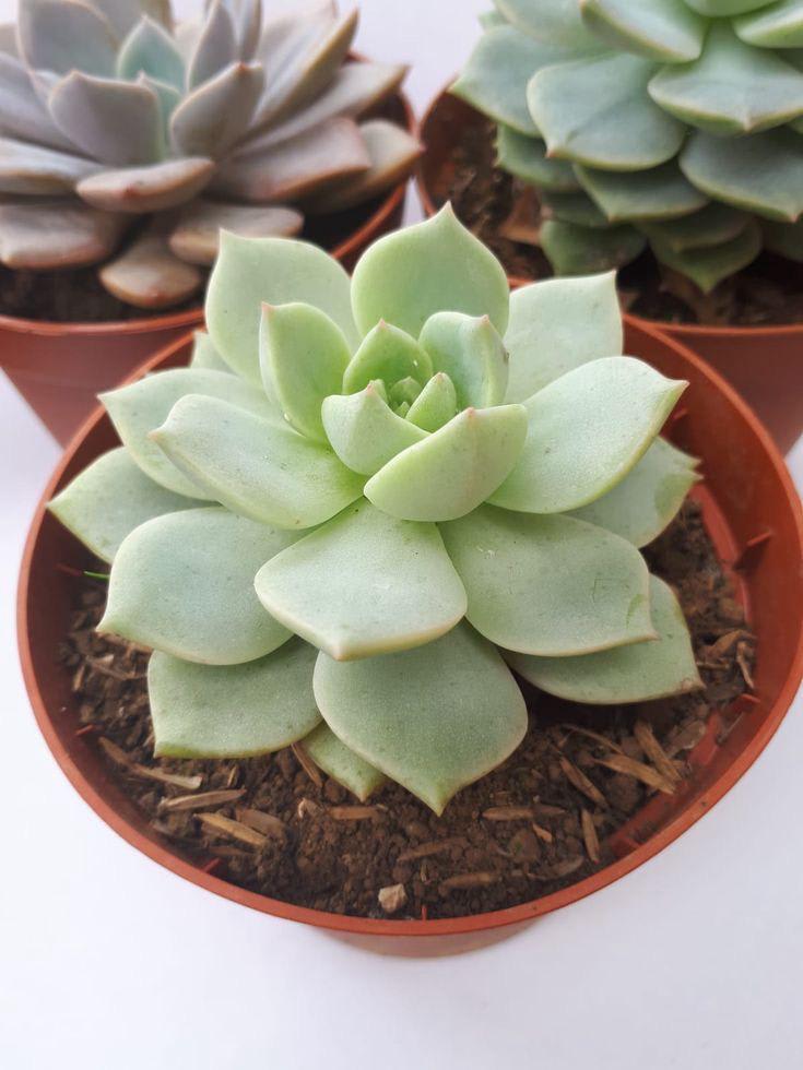 Succulent Laxmi Kamal Indor Plant (Pack Of-2 )