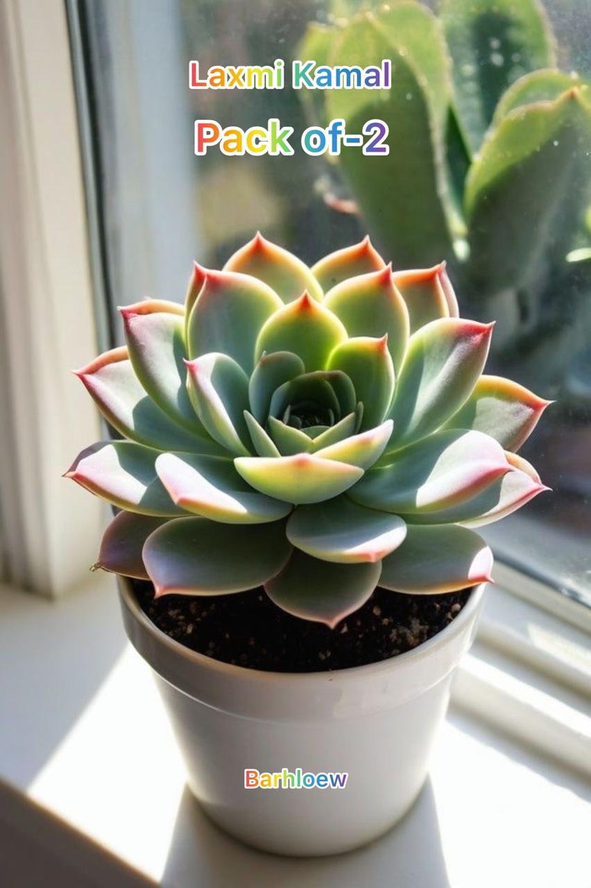 Succulent Laxmi Kamal Indor Plant (Pack Of-2 )