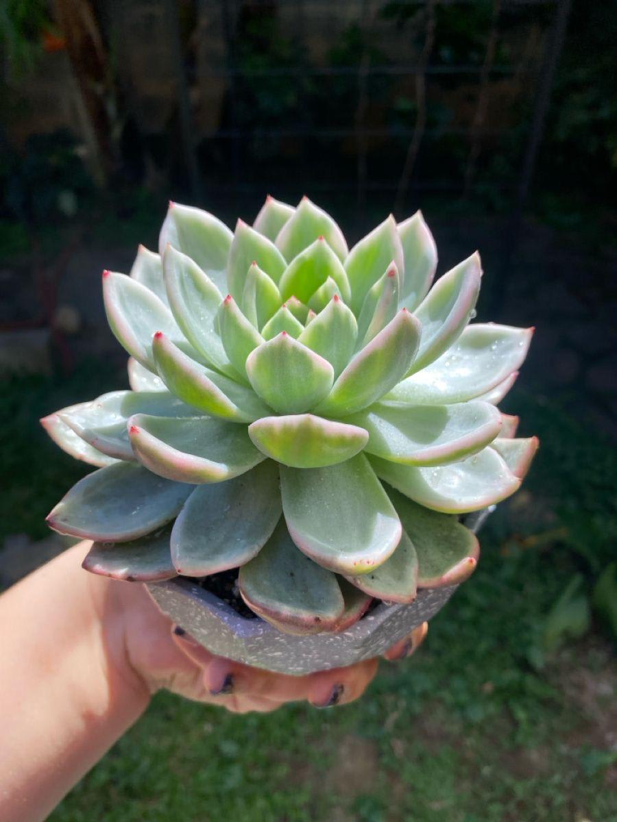 Succulent Laxmi Kamal Indor Plant (Pack Of-2 )