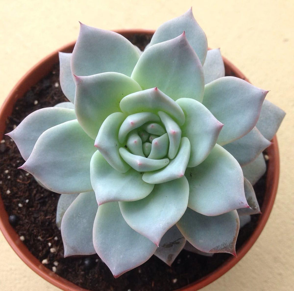 Succulent Laxmi Kamal Indor Plant (Pack Of-2 )