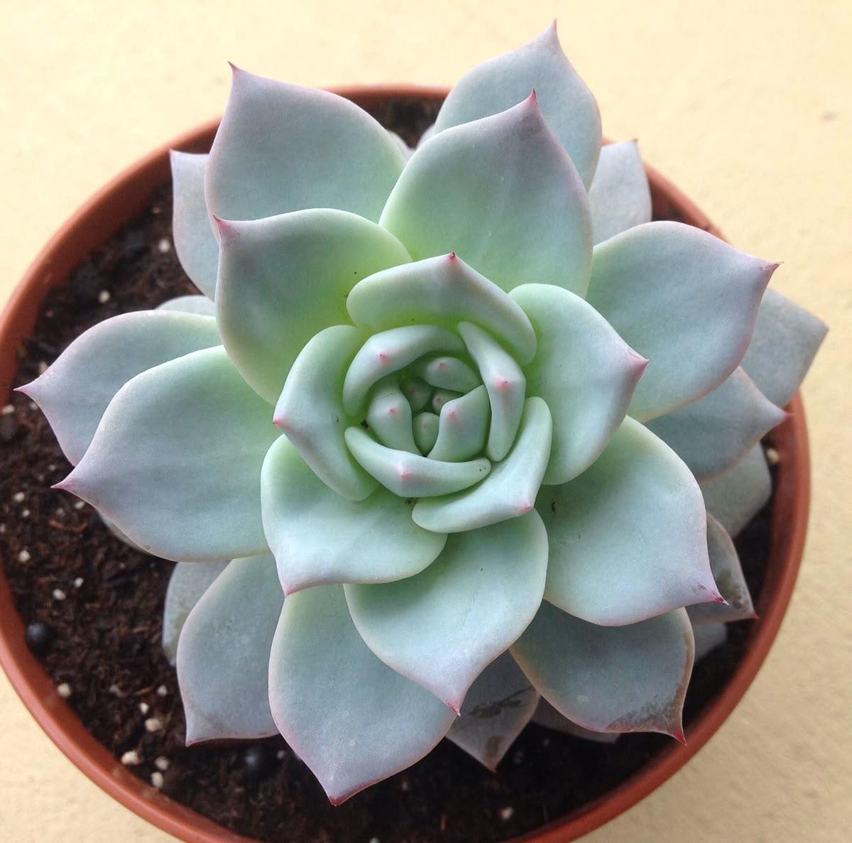 Succulent Laxmi Kamal Indor Plant (Pack Of-2 )