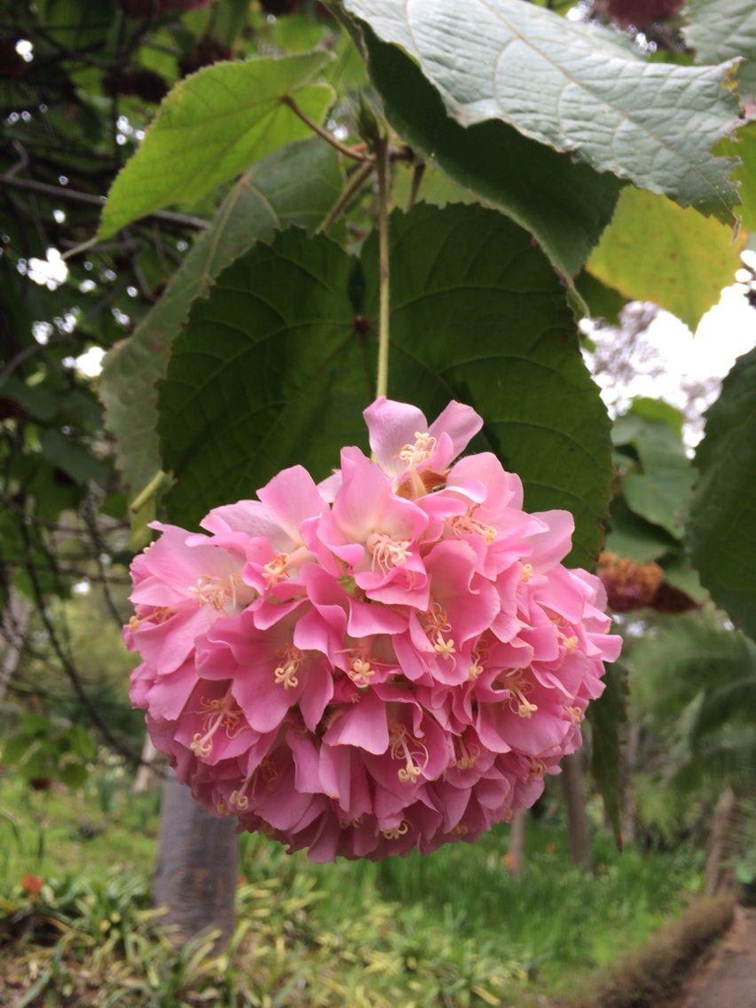 Hybrid Dombeya Pink Flower Plant ( Pack Of-1 )
