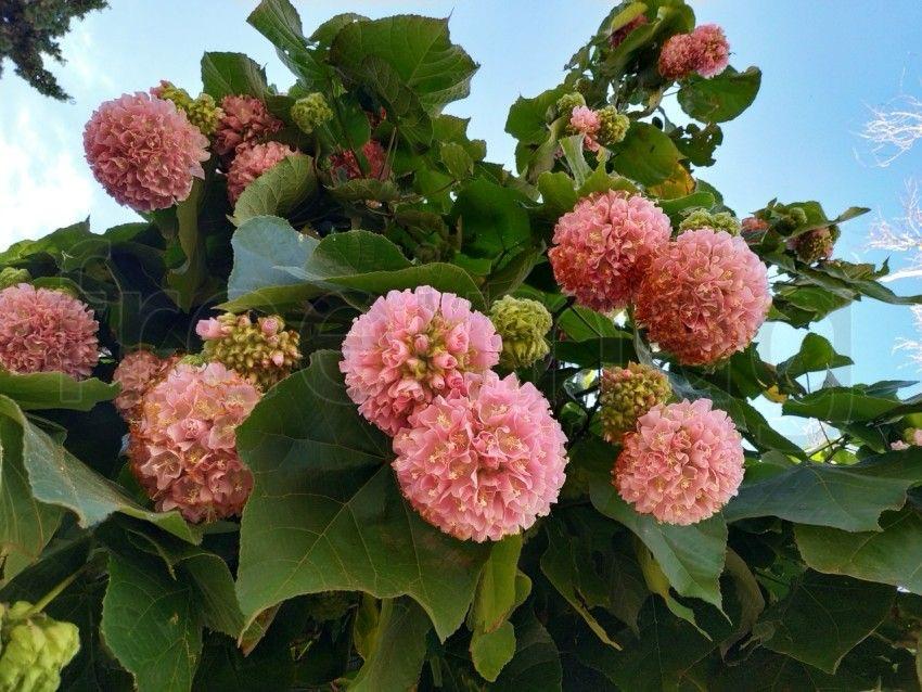 Hybrid Dombeya Pink Flower Plant ( Pack Of-1 )