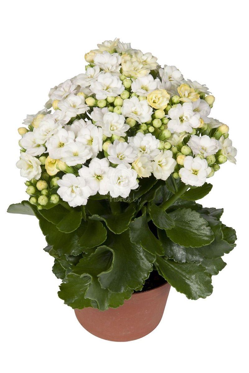 Kalanchoe White Flower Plant (Pack Of-1 )
