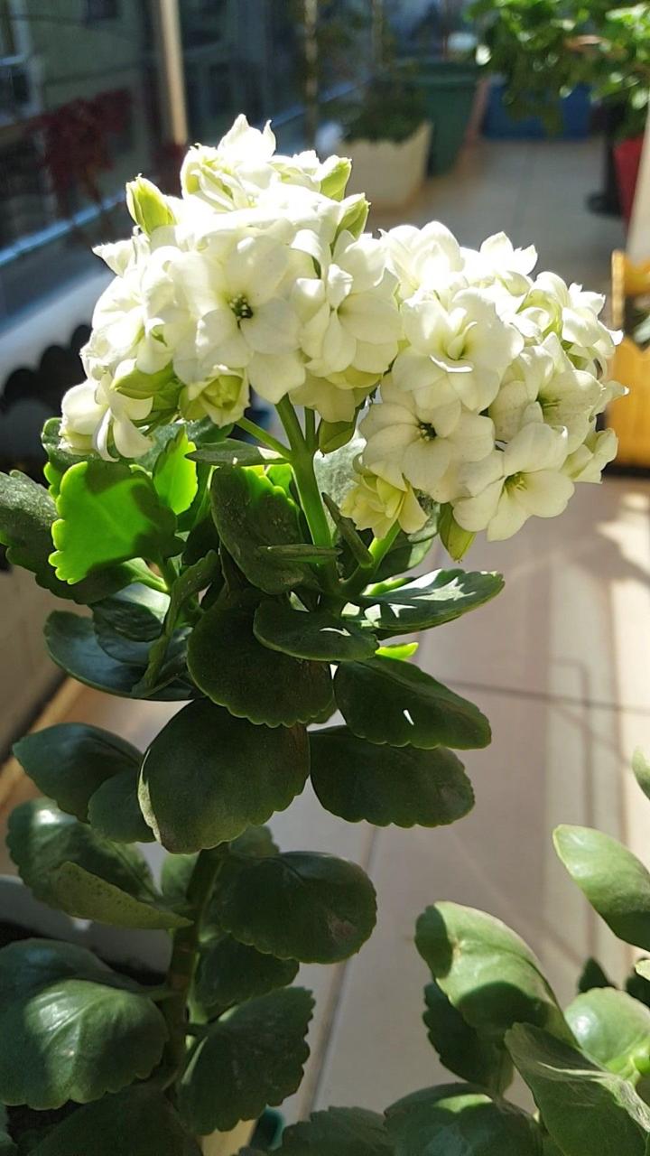 Kalanchoe White Flower Plant (Pack Of-1 )