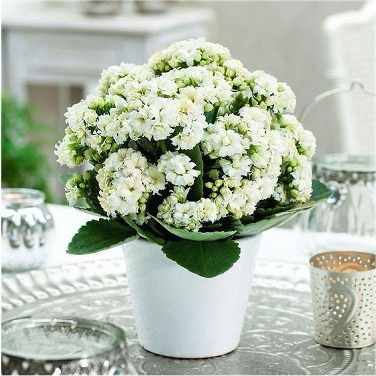 Kalanchoe White Flower Plant (Pack Of-1 )