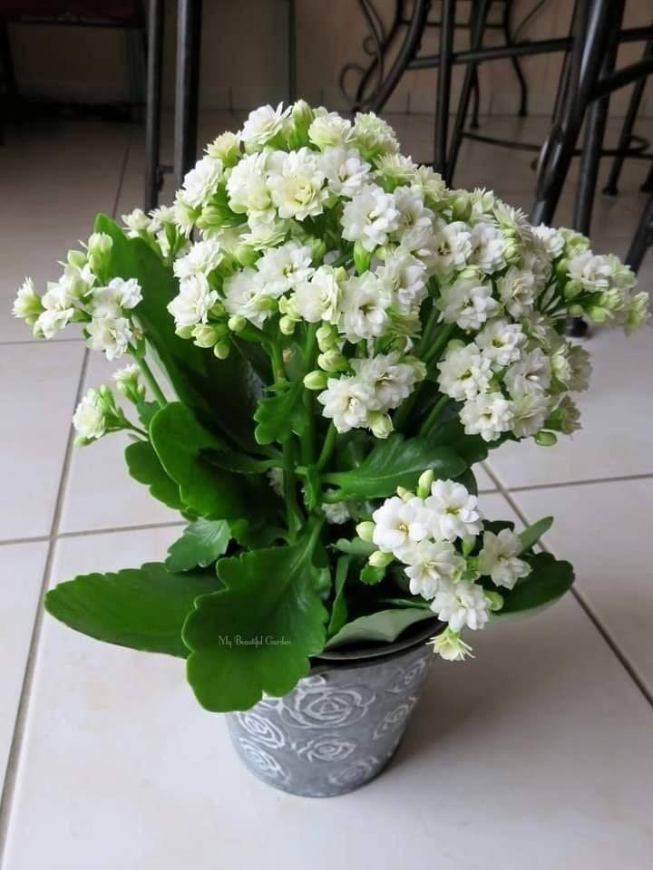 Kalanchoe White Flower Plant (Pack Of-1 )