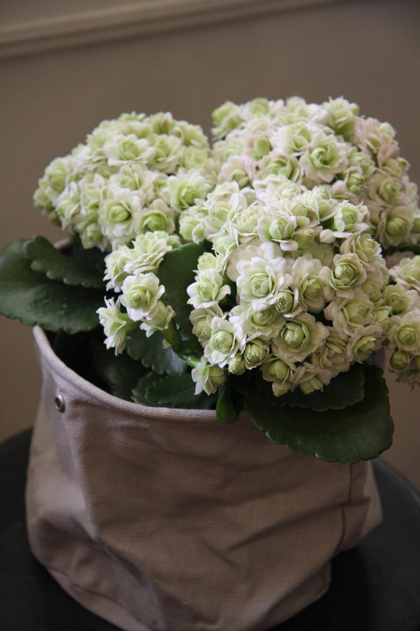 Kalanchoe White Flower Plant (Pack Of-1 )