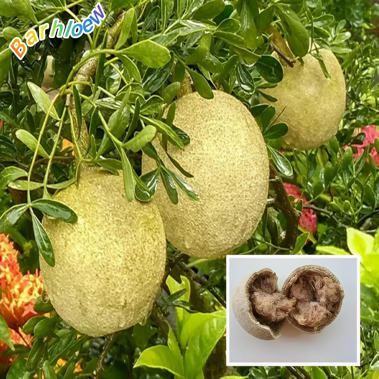 Wood Apple Plant (Hybrid & Grafting) Pack Of-1