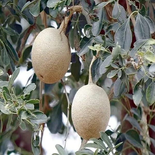 Wood Apple Plant (Hybrid & Grafting) Pack Of-1