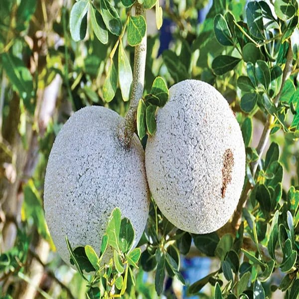 Wood Apple Plant (Hybrid & Grafting) Pack Of-1